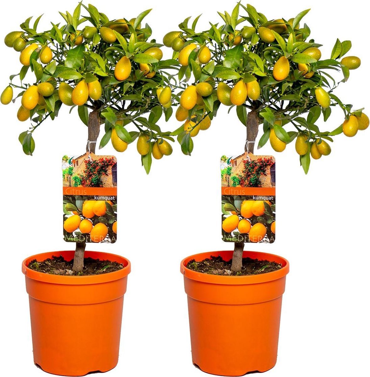 Bloomique Sinaasappelboom | Citrus 'Kumquat' per 2 stuks Buitenplant in kwekerspot ⌀19 cm ↕50-60 cm