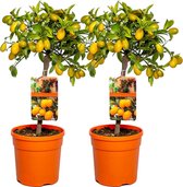 Sinaasappelboom | Citrus 'Kumquat' per 2 stuks - Buitenplant in kwekerspot ⌀19 cm - ↕50-60 cm