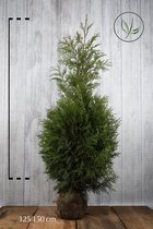 10 stuks | Reuzenlevensboom 'Martin' Kluit 125-150 cm Extra kwaliteit - Compacte groei - Weinig onderhoud - Zeer winterhard