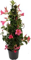 Mandeville / Sundaville roze - Mooie klimplant - Cadeau tip - ca. 70cm hoog