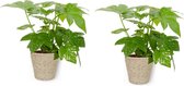 2x Kamerplant Fatsia Japonica – Vingerplant - ± 25cm hoog – 12 cm diameter - in beige mand