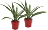 2x Kamerplant Dracaena Warnecki - ± 20cm hoog – 12cm diameter - in rode pot