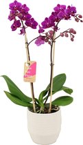 Orchidee van Botanicly – Vlinder orchidee in witte keramiek pot 'Eline' als set – Hoogte: 50 cm, 2 takken – Phalaenopsis Multiflora Cosy Candy