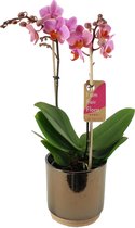Orchidee van Botanicly – Vlinder orchidee in gouden keramiek pot 'Julia' als set – Hoogte: 50 cm, 2 takken – Phalaenopsis Multiflora Santa Rosa