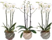 Orchideeën van Botanicly – 3 × Vlinder orchidee – Hoogte: 60 cm, 3 takken – Phalaenopsis