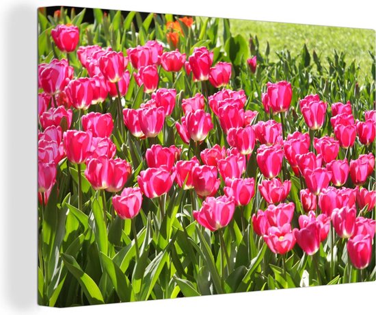 Canvas Schilderij Roze tulpen in het Nederlandse Lisse - 30x20 cm - Wanddecoratie
