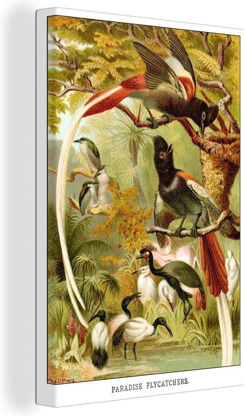 Canvas Schilderijen - Antieke vogelprent vliegenvangers - Wanddecoratie