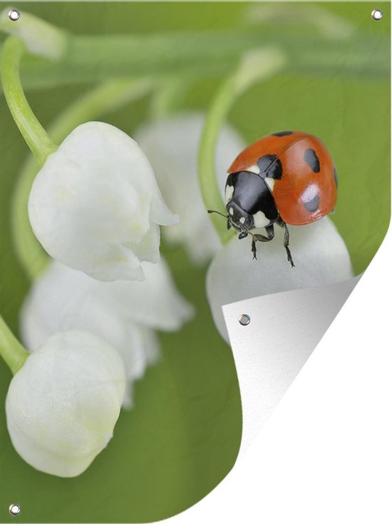 Muurdecoratie Buiten Een Close up Van Een Lieveheersbeestje Op Het Lelietje Van Dalen Bol