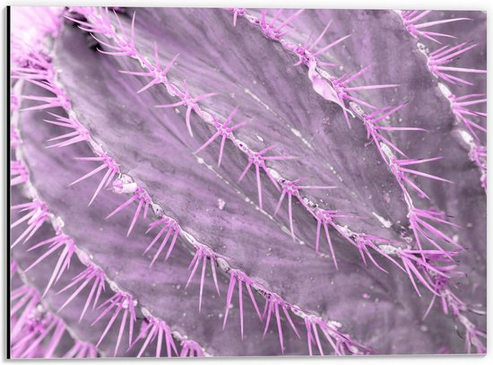Dibond - Paarse Cactus - 40x30cm Foto op Aluminium (Wanddecoratie van metaal)