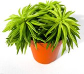 'Amigo Green Split' Happy Bean ⌀ 12 cm - ↕ 17 cm (Trendy, Urbanjungle, Kamerplant)