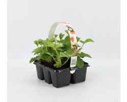 Aardbeien Sixpack - Fragaria ananassa 'Korona' - set van 1 Aarbeien Sickpacks - hoogte 20 / 30 cm