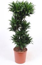 Kamerplant van Botanicly – Drakenboom – Hoogte: 130 cm – Dracaena compacta