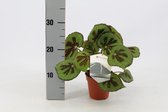 Kamerplant van Botanicly – Stippenbegonia – Hoogte: 30 cm – Begonia Masoniana Rock