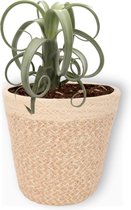 Kamerplant Tillandsia Curly Slim - Luchtplant - ± 35cm hoog - 12cm diameter - in beige mand