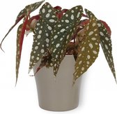 Kamerplant Begonia Maculata – Stippenbegonia - ± 20cm hoogte – 12 cm diameter - in metallic zilveren pot