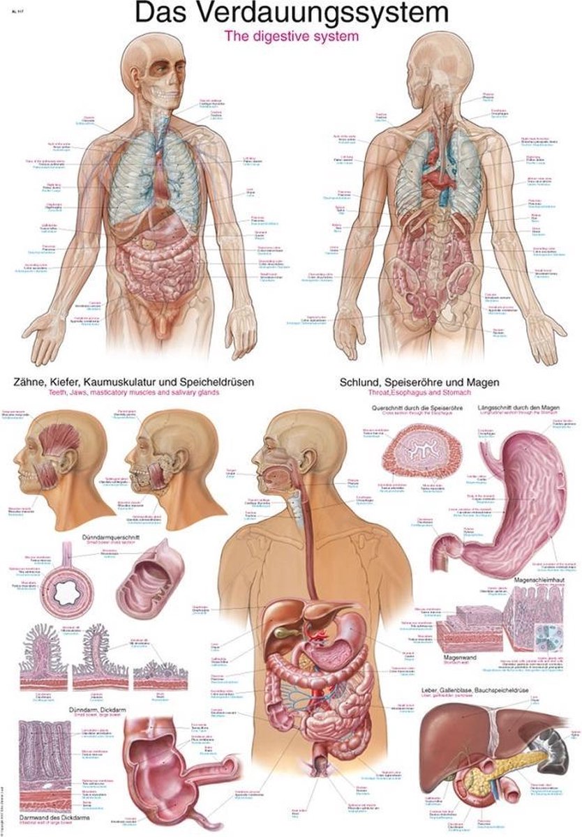 Erler-Zimmer Het menselijk lichaam - anatomie poster spijsvertering (Duits/Engels/Latijn, papier, 50x70 cm) + ophangsysteem met ophangsysteem
