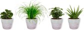 Set van 4 Kamerplanten - Aloe Vera &  Peperomia Green Gold  & Coffea Arabica & Cyperus Zumula - ± 25cm hoog - 12cm diameter - in betonnen lila pot