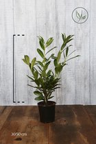 10 stuks | Laurier 'Caucasica' Pot 40-50 cm - Geschikt in kleine tuinen - Makkelijk te snoeien - Snelle groeier - Wintergroen