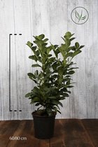 10 stuks | Laurier Etna Pot 60-80 cm Extra kwaliteit | Standplaats: Half-schaduw | Latijnse naam: Prunus laurocerasus Etna