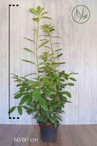 10 stuks | Laurier 'Novita' Pot 60-80 cm - Bloeiende plant - Grootbladig - Snelle groeier - Vruchtdragend - Wintergroen