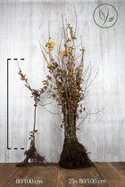 25 stuks | Haagbeuk Blote wortel 80-100 cm Extra kwaliteit - Bladverliezend - Geschikt als hoge en lage haag - Makkelijk te snoeien - Prachtige herfstkleur