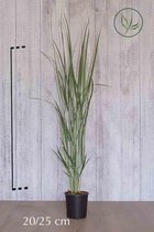 10 stuk(s) | Vingergras ‘Northwind’ pot 20-25 cm - Bladverliezend - Bloeiende plant - Groeit opgaand - Weinig onderhoud