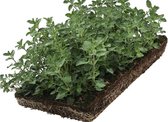 23 stuks | COVERGREEN® Nepeta bodembedekker (38 x 57 cm) - Bladverliezend - Bloeiende plant - Kleinbladig - Makkelijk te snoeien