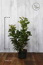 10 stuks | Laurier Etna Pot 50-60 cm | Standplaats: Half-schaduw | Latijnse naam: Prunus laurocerasus Etna