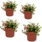 Set van 4 Kamerplanten - Tradescantia Quadricolor - ± 20cm hoog - 12cm diameter