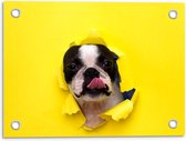 Tuinposter – Bulldog Hond door Gele Wand - 40x30cm Foto op Tuinposter  (wanddecoratie voor buiten en binnen)