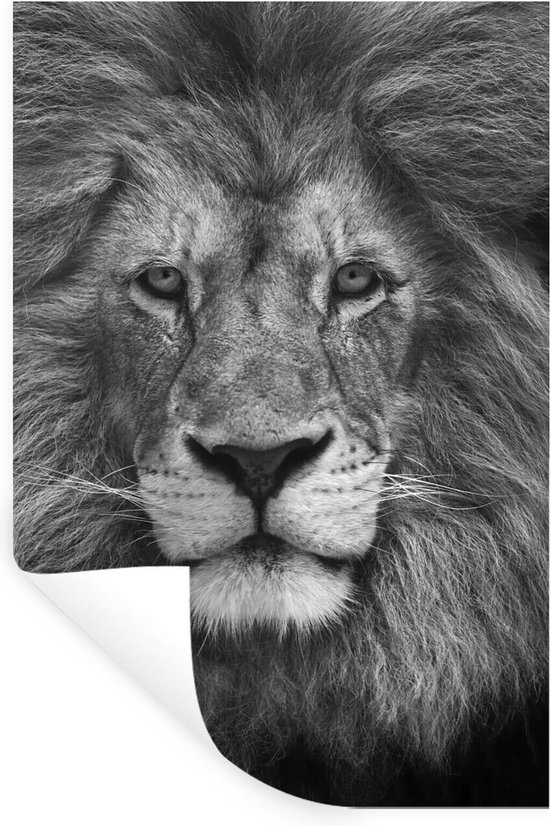 Sticker Lion noir blanc 