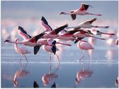 Poster – Groep Flamingo's bij het Water - 40x30cm Foto op Posterpapier