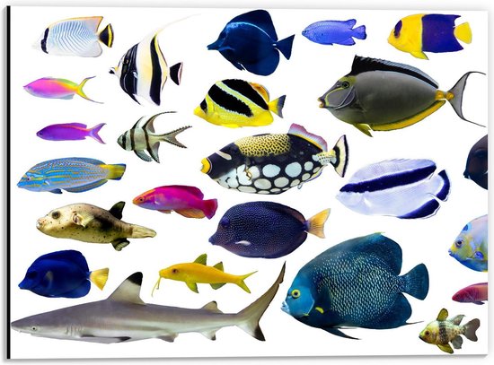 Dibond - Collage van Vissen uit de Oceaan - 40x30cm Foto op Aluminium (Met Ophangsysteem)