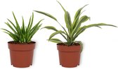 Set van 2 Kamerplanten -  Aloë Vera & Draceana Lemon Lime - ±  25cm hoog - 12cm diameter