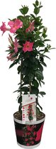 Mandevilla Sundaville - Tuinplant - Klimheester - 55cm - Roze