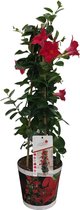 Mandevilla Sundaville - Tuinplant - Klimheester - 55cm - Rood