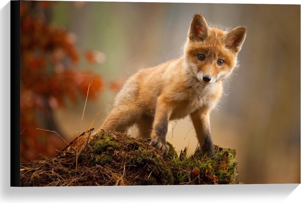Canvas - Baby Vosje op Mos - 60x40cm Foto op Canvas Schilderij (Wanddecoratie op Canvas)