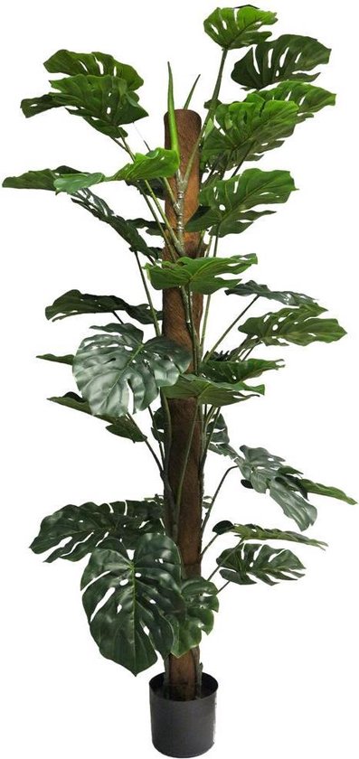 Paradijsvogelbloem