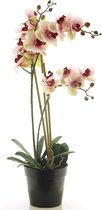 SENSE Zijde Phalaenopsis met 3 bloemen - Orchidee plant roos 60cm - Kantoorplanten