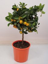 Kamerplant van Botanicly – Citrus Calamondin – Hoogte: 65 cm