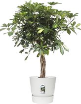 Kamerplant van Botanicly – Vingerboom in witte ELHO plastic pot als set – Hoogte: 100 cm – Schefflera arb. Gold Capella