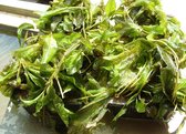 Glanzend fonteinkruid (Potamogeton lucens) - Vijverplant - Zuurstofplant - Per 4 manden - Vijverplanten Webshop