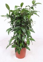 Kamerplant van Botanicly – Drakenboom – Hoogte: 75 cm – Dracaena surculosa