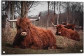 Tuinposter – Liggende Schotse Hooglanders in Bossen - 90x60cm Foto op Tuinposter  (wanddecoratie voor buiten en binnen)