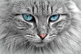 Diamond Painting Mooie kat met blauwe ogen Diamond Painting 30x45cm. DP Volledige bedekking - Ronde steentjes - diamondpainting inclusief tools