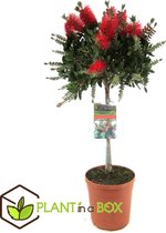 Plant in a Box - Callistemon op stam - Lampenpoetser - Pot ⌀21 cm - Hoogte ↕ 90-100 cm