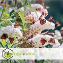 Veel vlinders met oranje, zwarte en witte patronen op hun vleugels, zittend op clusters van witte vlinderstruikbloemen.