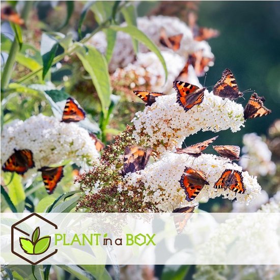 Veel vlinders met oranje, zwarte en witte patronen op hun vleugels, zittend op clusters van witte vlinderstruikbloemen.