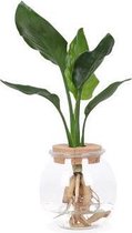 FloriaFor - Strelitzia Nicolai In Bolglas - - ↨ 40cm - ⌀ 12cm