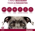 Grijze hond kijkt omhoog. 1 pipet beschermt tegen vlooien, teken, muggen, zandvliegen, stalvliegen en luizen.
